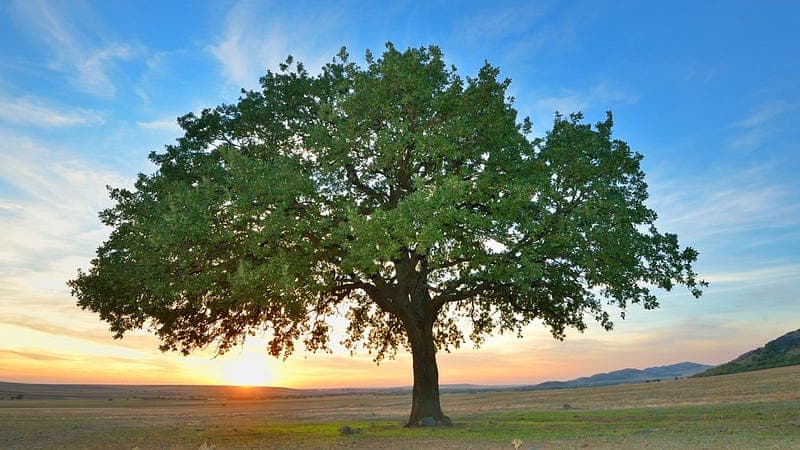 B-TREE e HASH INDEX — Qual a diferença?